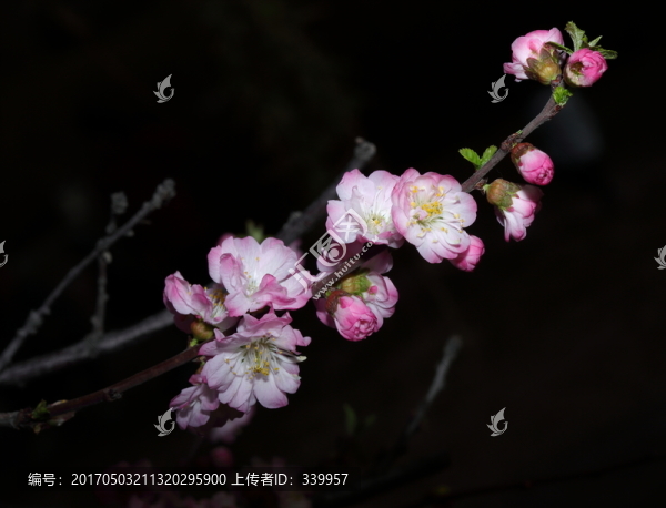 梅花