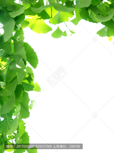 綠葉邊框