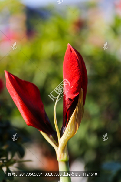花朵植物