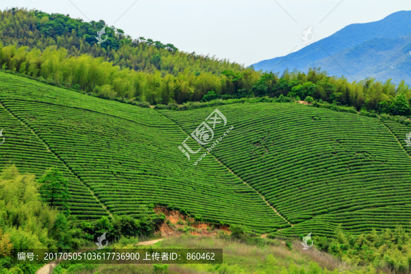 茶種植園,茶園風(fēng)光,生態(tài)茶園