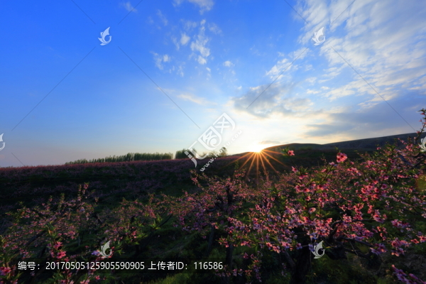 桃花