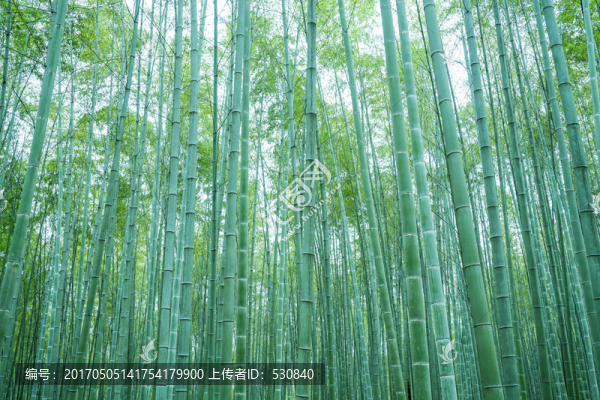 竹子竹葉竹林