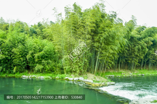 竹子竹葉竹林