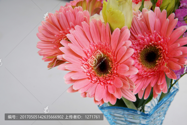 太陽花