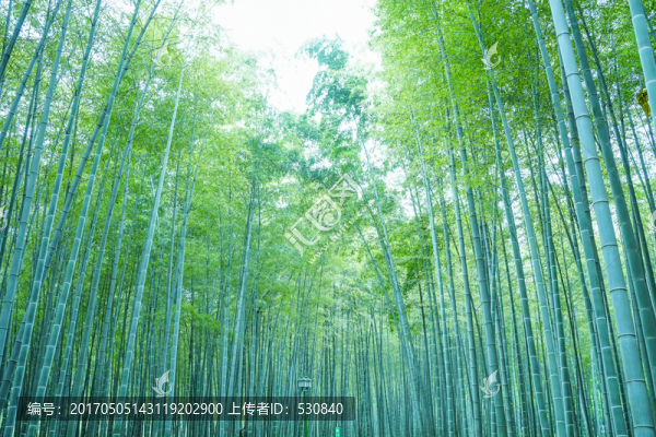 竹子竹葉竹林