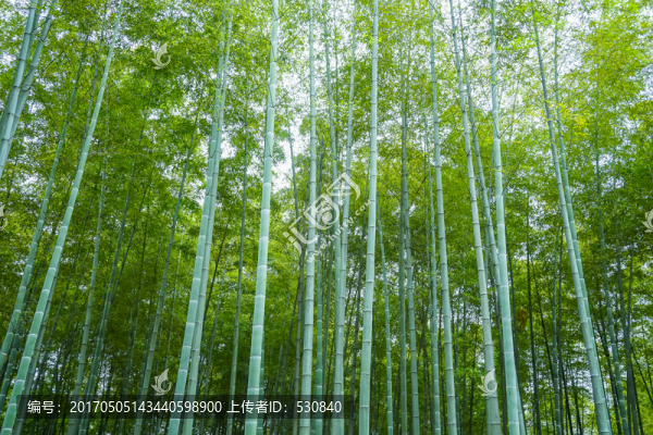 竹子竹葉竹林