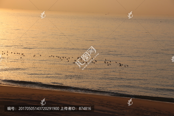 海鳥