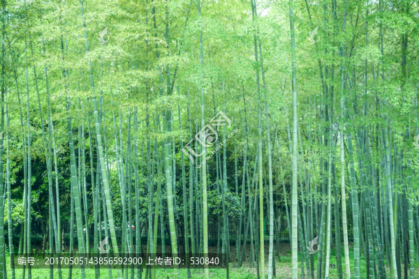 竹子竹葉竹林
