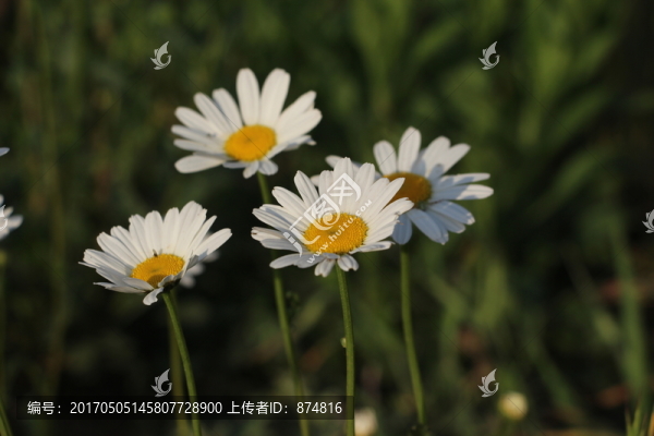 野花