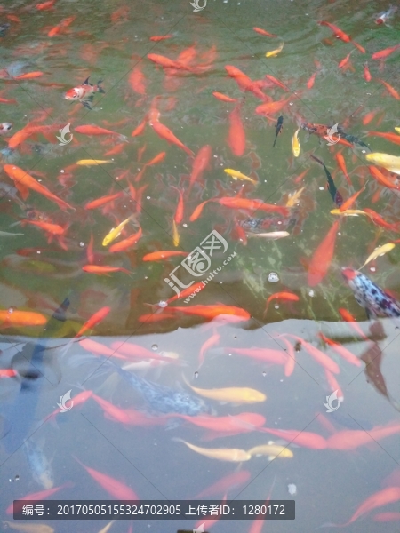 金魚(yú),紅魚(yú),黃魚(yú),黑魚(yú)