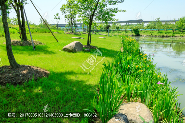 植物公園,草坪,草地,綠色