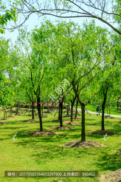 綠樹(shù),公園綠樹(shù),綠化,環(huán)境,樹(shù)