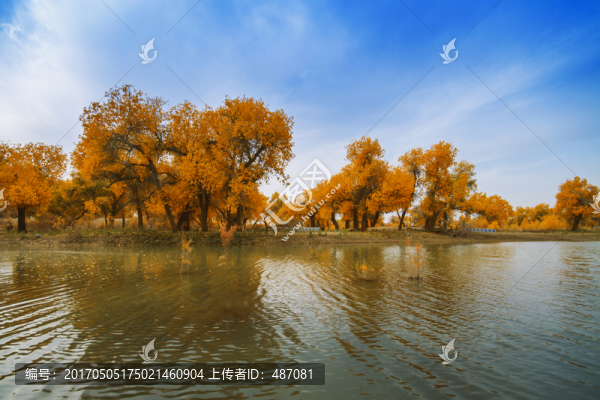 額濟納旗胡楊美景