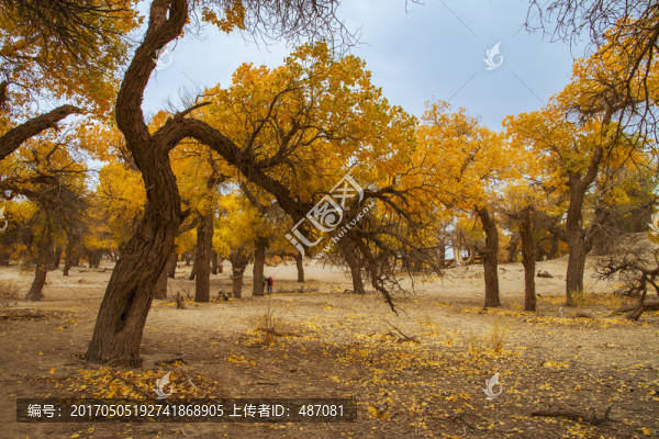 額濟(jì)納旗胡楊林
