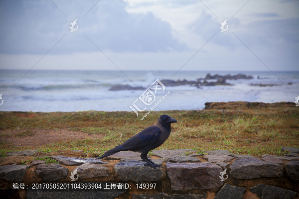 斯里蘭卡吉祥鳥烏鴉