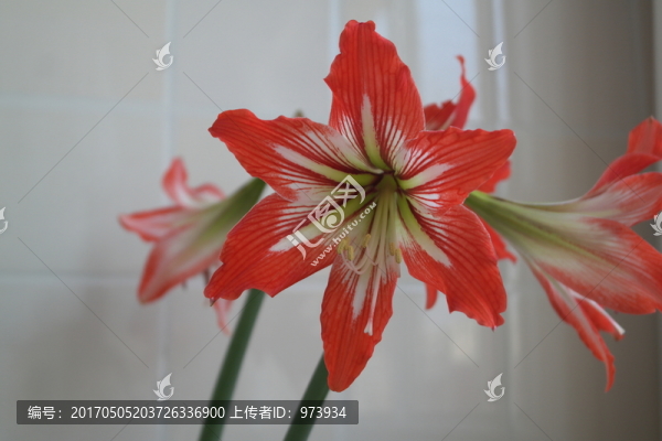 蘭花2