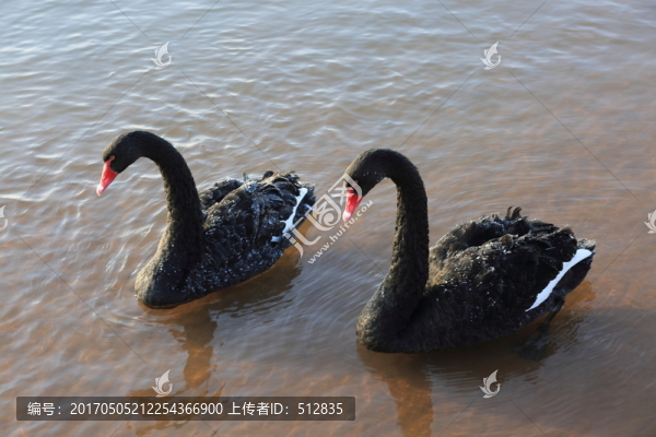 黑天鵝