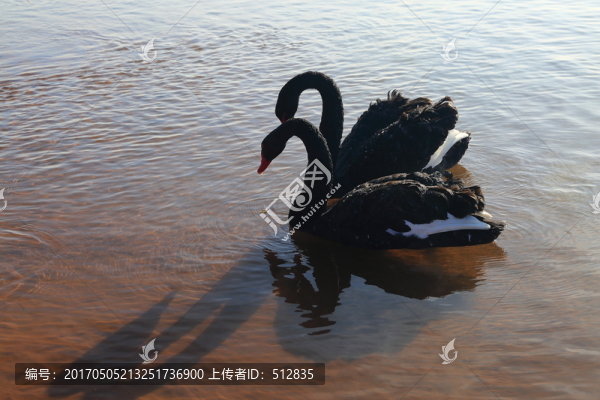 黑天鵝