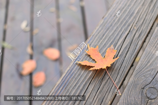 楓葉