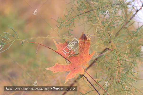 楓葉