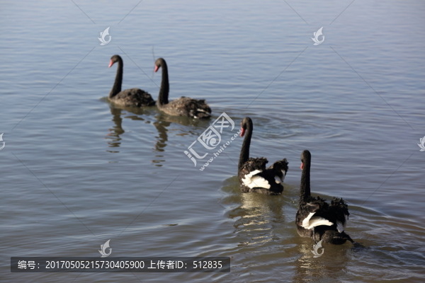 黑天鵝