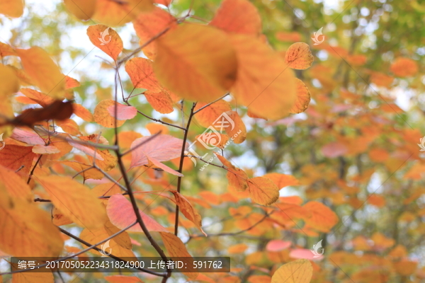 紅葉
