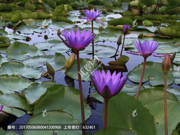 蓮花