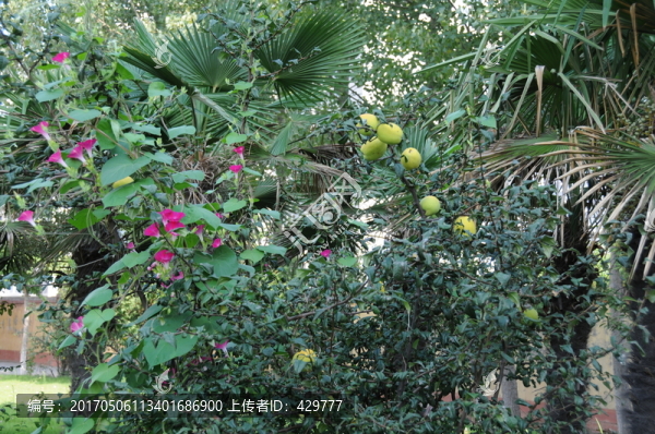 木瓜