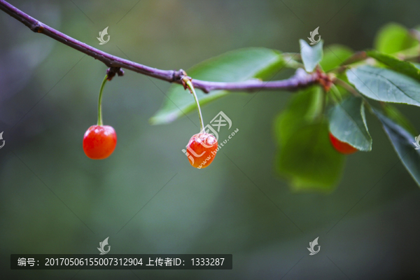 枝上兩顆紅櫻桃