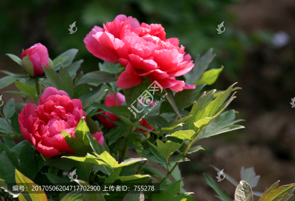 牡丹花