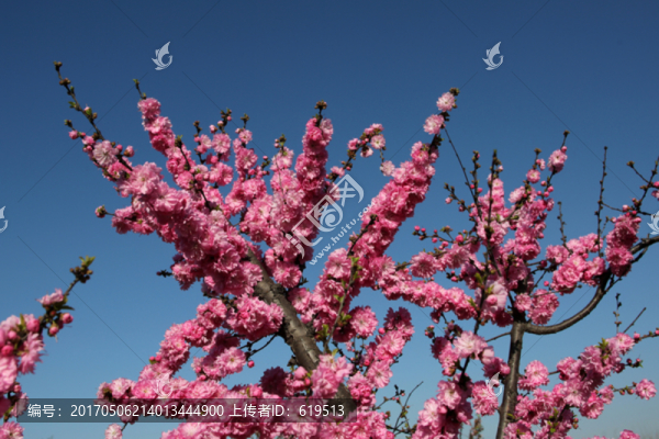 碧桃,桃花盛開