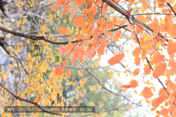 紅葉