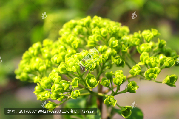瓊花