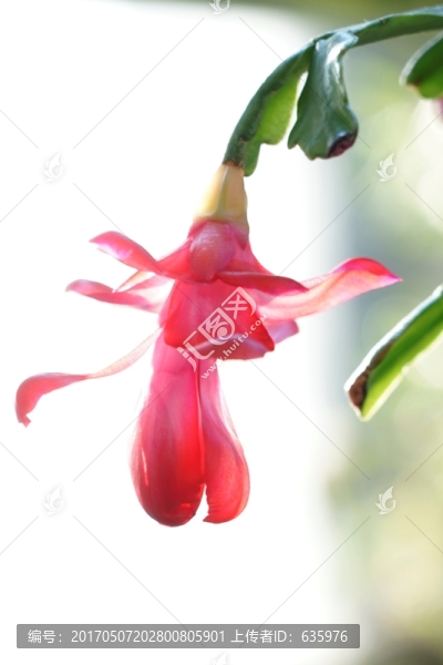 蟹爪蘭