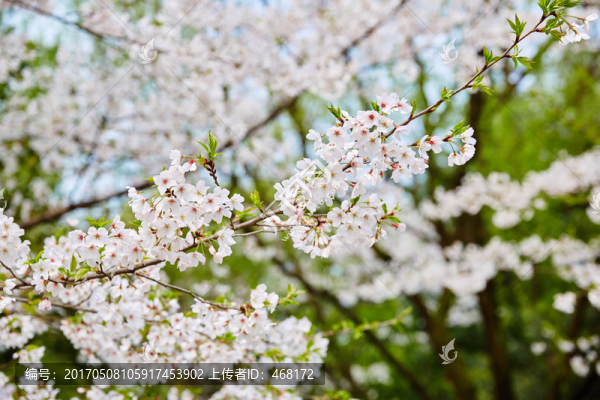 櫻花