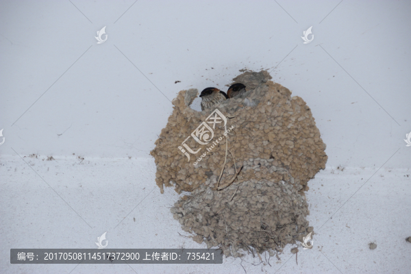 燕子窩