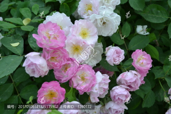 薔薇花開