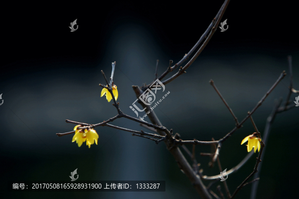 臘梅花