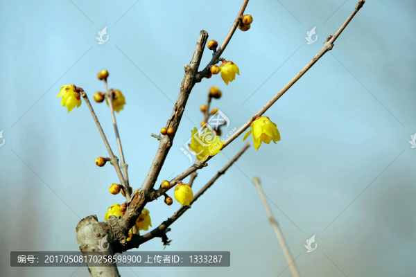 臘梅枝上開(kāi)