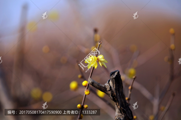 臘梅花開(kāi)