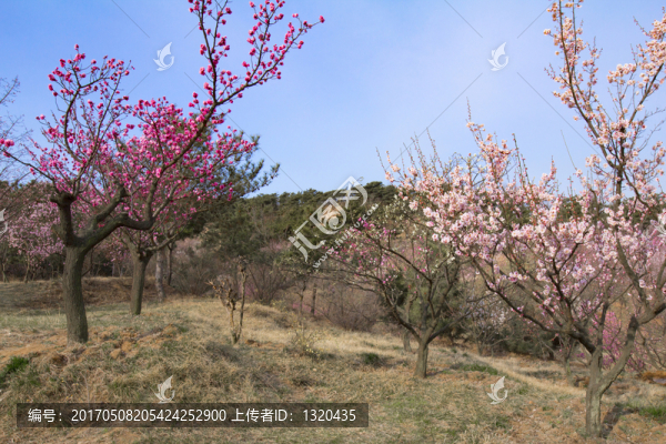 梅花