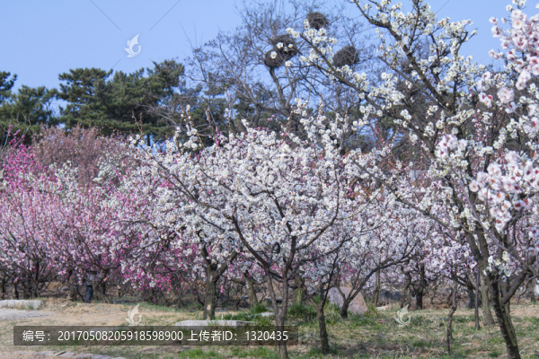 梅花