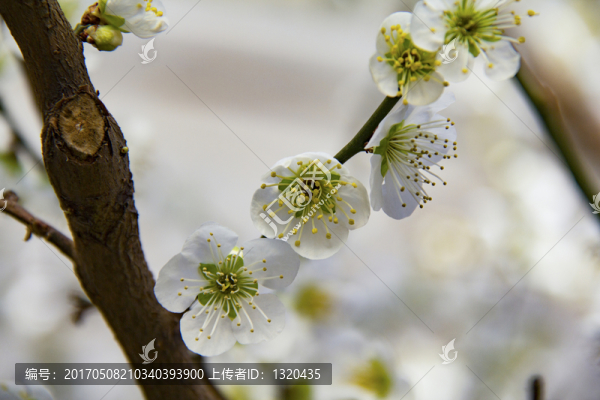 梅花