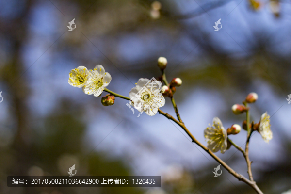 梅花