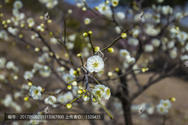 梅花