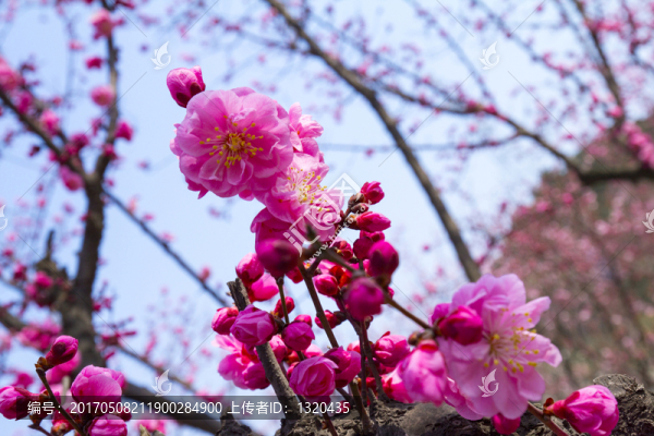 梅花