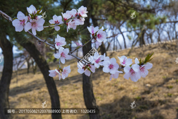 梅花