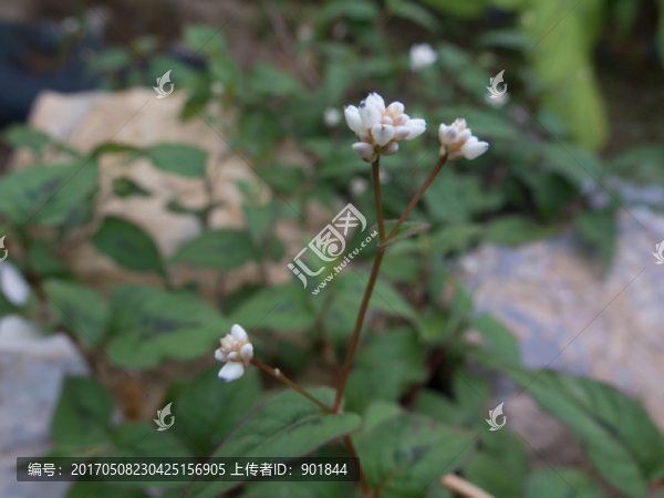 蓼科植物火炭母