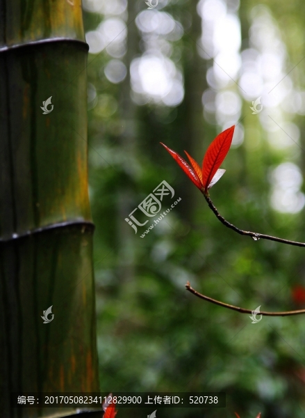 竹林,,樹枝,紅葉