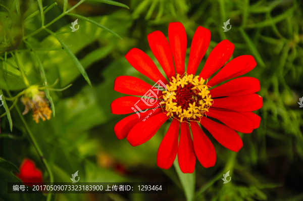 非洲菊